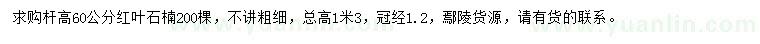 求購桿高60公分紅葉石楠