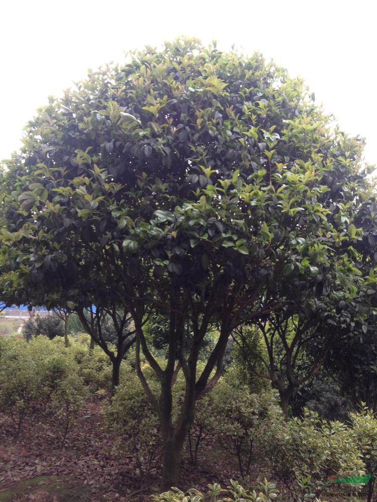 湖南桂花10最新報(bào)價(jià)/桂花10圖片