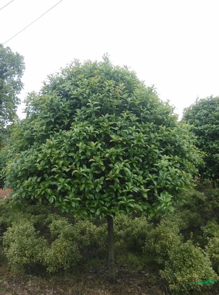 湖南桂花17介紹