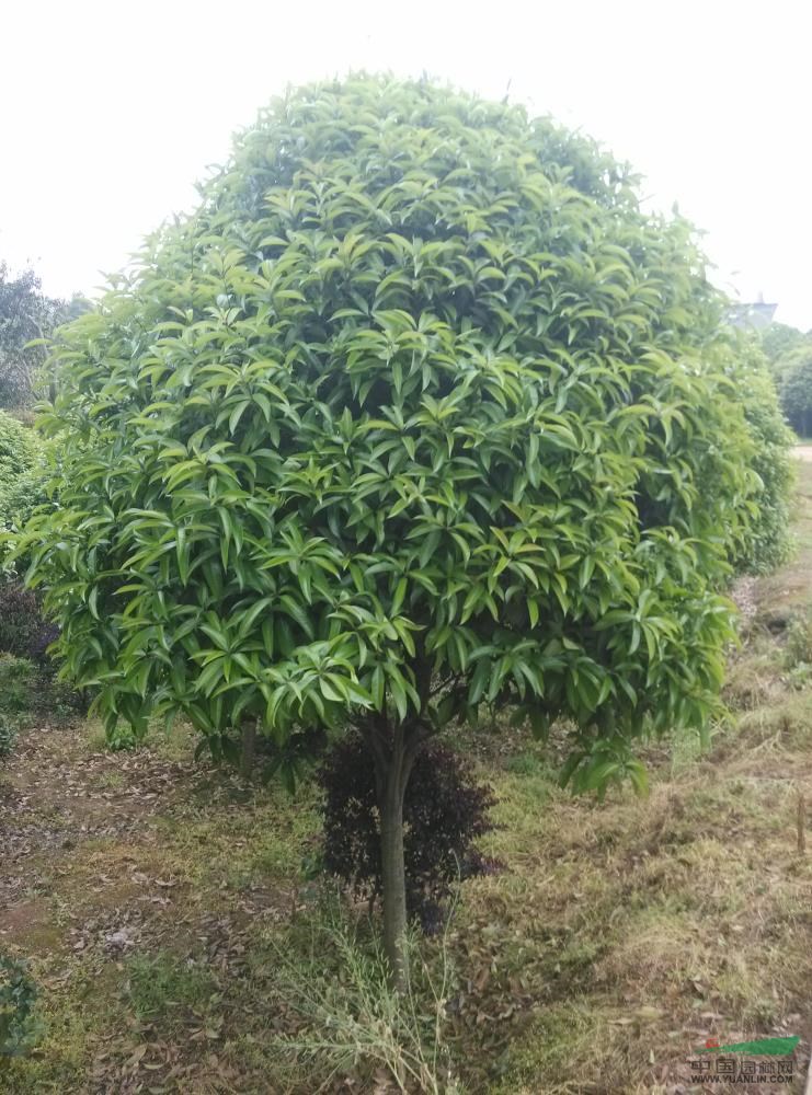 湖南桂花17介紹