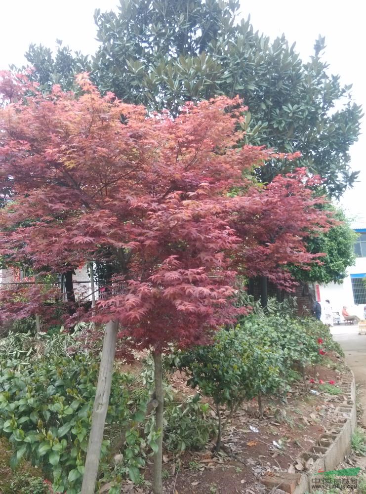 湖南紅楓介紹