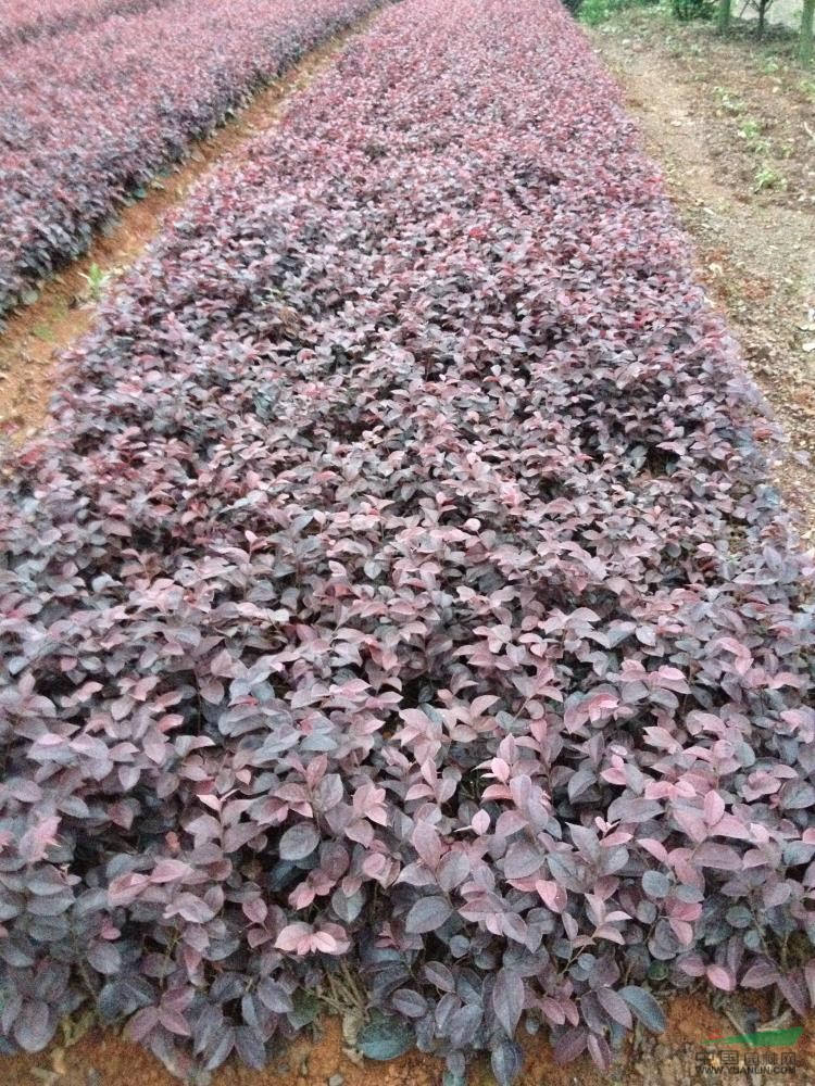 紅花繼木圖片\紅花繼木報(bào)價(jià)