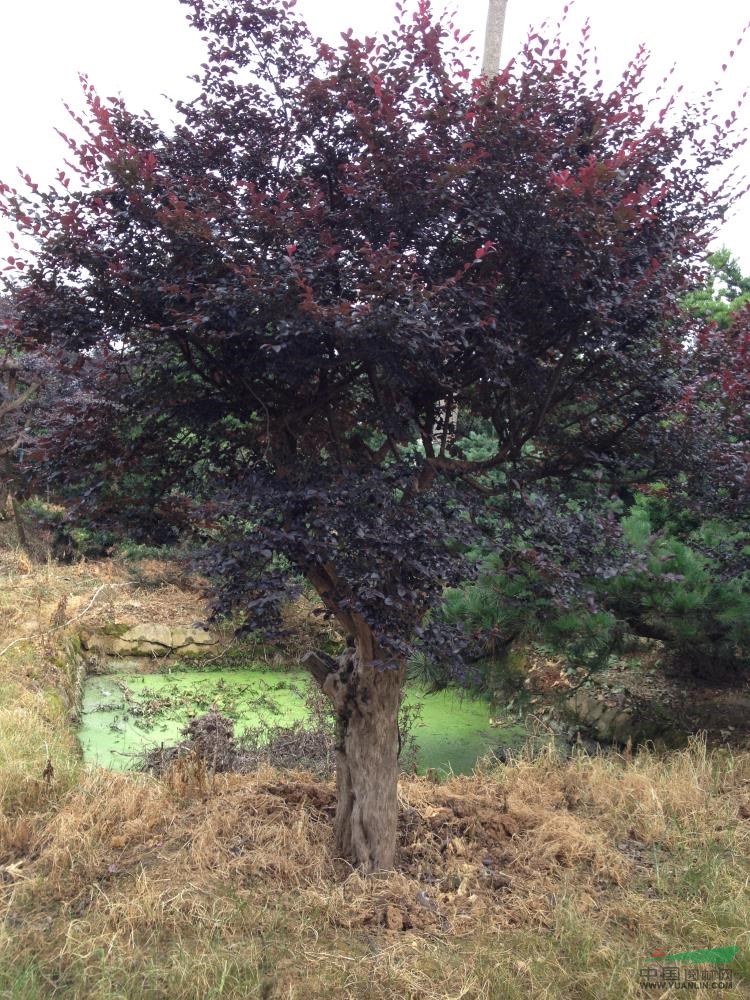 紅花繼木3行情報(bào)價(jià)\紅花繼木3圖片展示