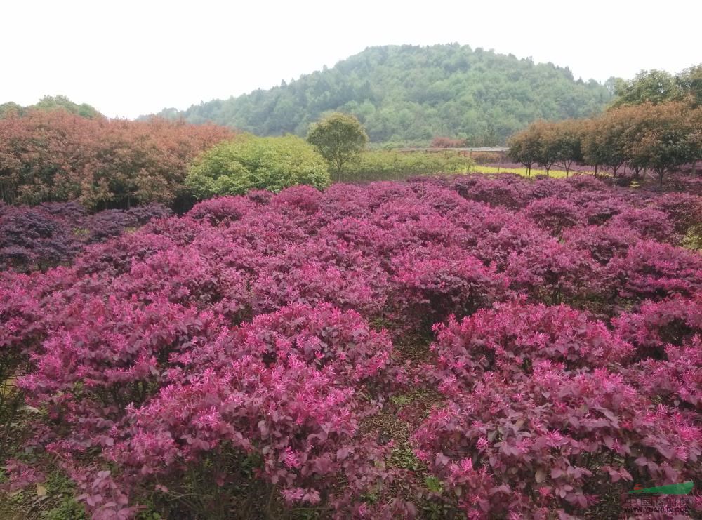 湖南紅花繼木10介紹