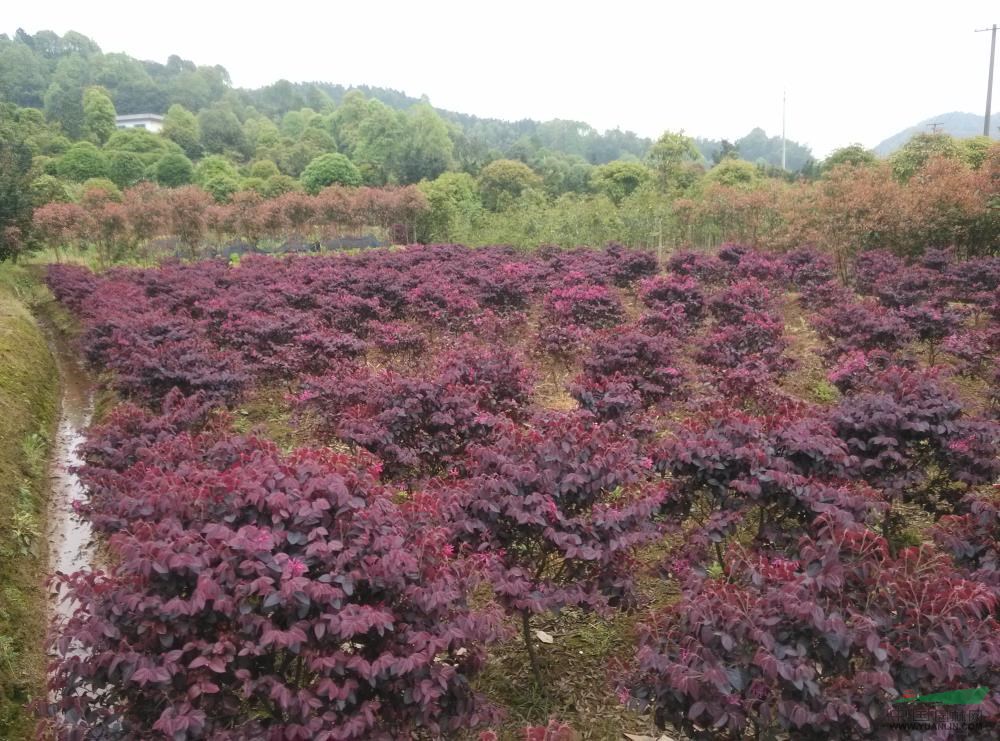 湖南紅花繼木10介紹