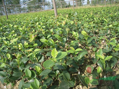 茶花圖片\茶花報(bào)價(jià)