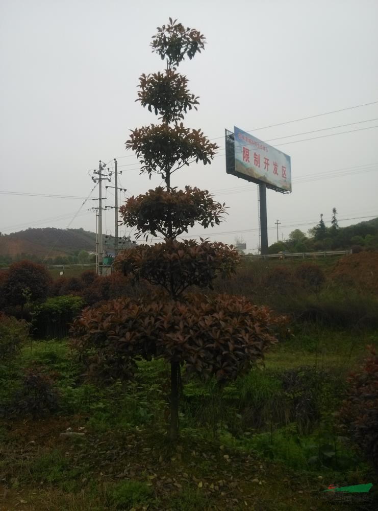 湖南紅葉石楠3介紹