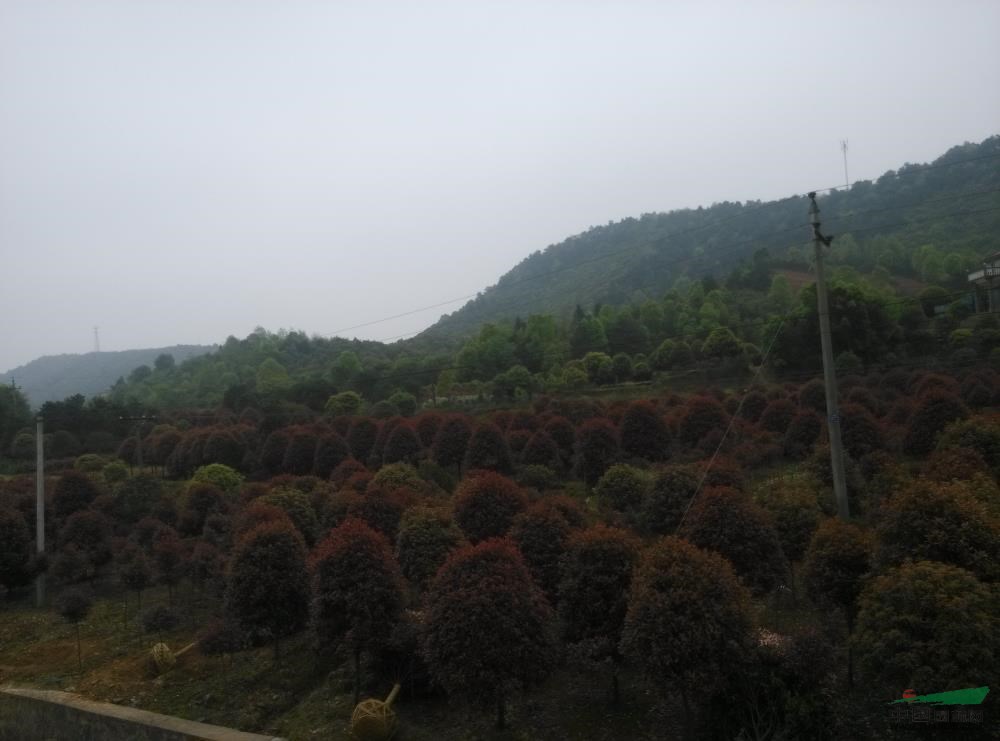 湖南紅葉石楠3介紹