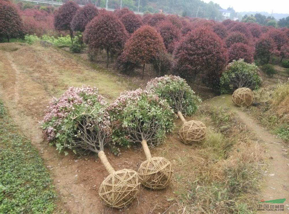 湖南紅葉石楠6