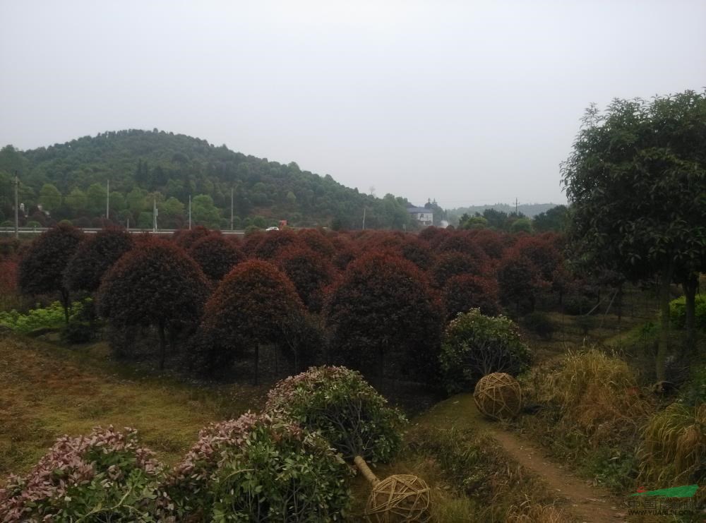 湖南紅葉石楠6
