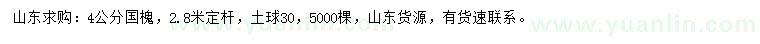 求購4公分國槐