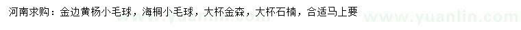 求購金邊黃楊小毛球、海桐小毛球、金森女貞等