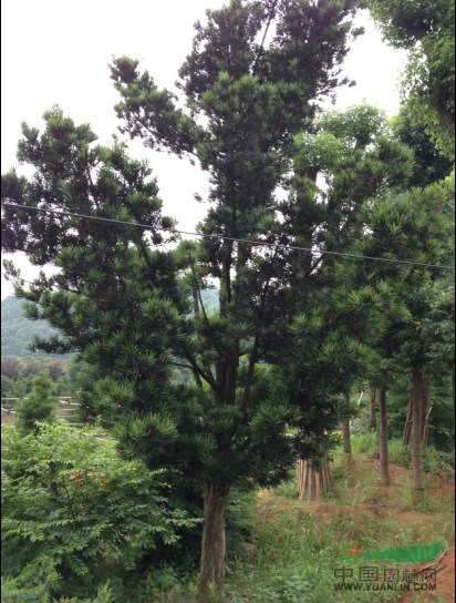 羅漢松2行情報(bào)價(jià)\羅漢松2圖片展示