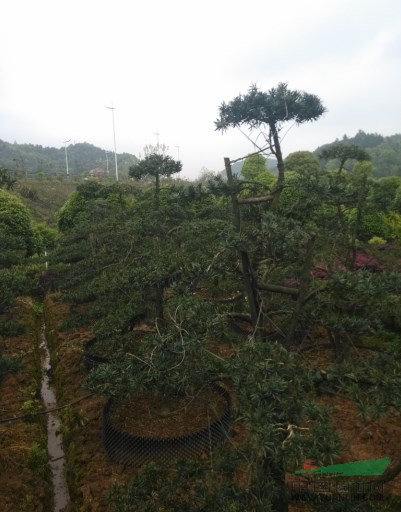 造型羅漢松10報(bào)價(jià)/湖南造型羅漢松10報(bào)價(jià)