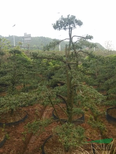 造型羅漢松10報(bào)價(jià)/湖南造型羅漢松10報(bào)價(jià)