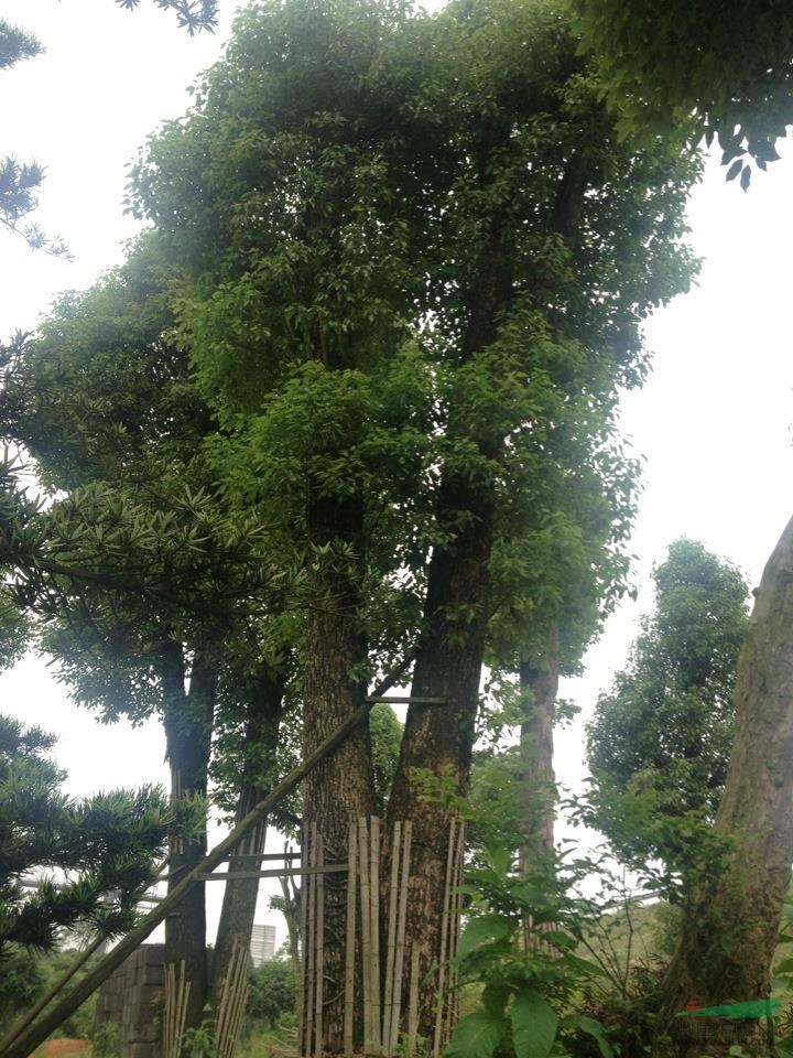 湖南香樟10介紹