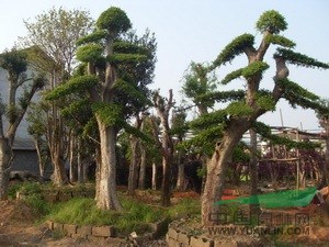 小葉榕2最新價(jià)格/小葉榕2報(bào)價(jià)