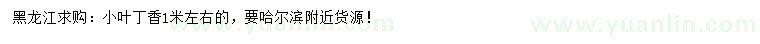 求購1米小葉丁香