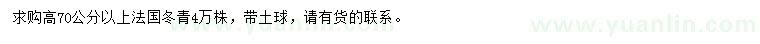 求購高70公分以上法國冬青