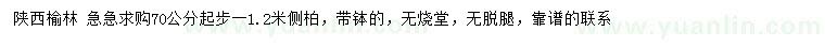 求購70公分以上側(cè)柏