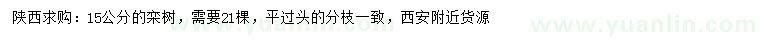 求購15公分欒樹