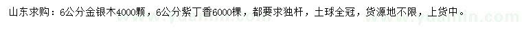 求購6公分金銀木、紫丁香