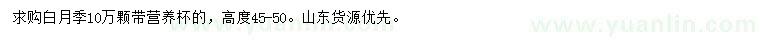 求購高45-50公分白月季