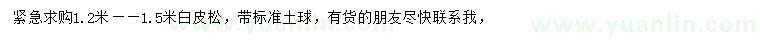 求購1.2-1.5米白皮松