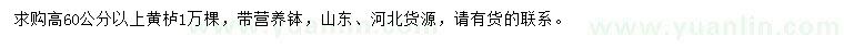 求購高60公分以上黃櫨