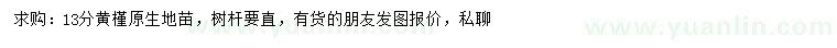 求購13公分黃槿