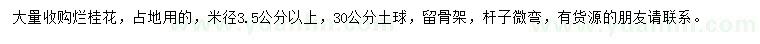 求購米徑3.5公分以上桂花