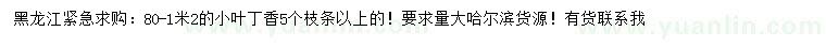 求購80-120公分小葉丁香