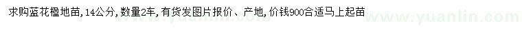 求購14公分藍(lán)花楹