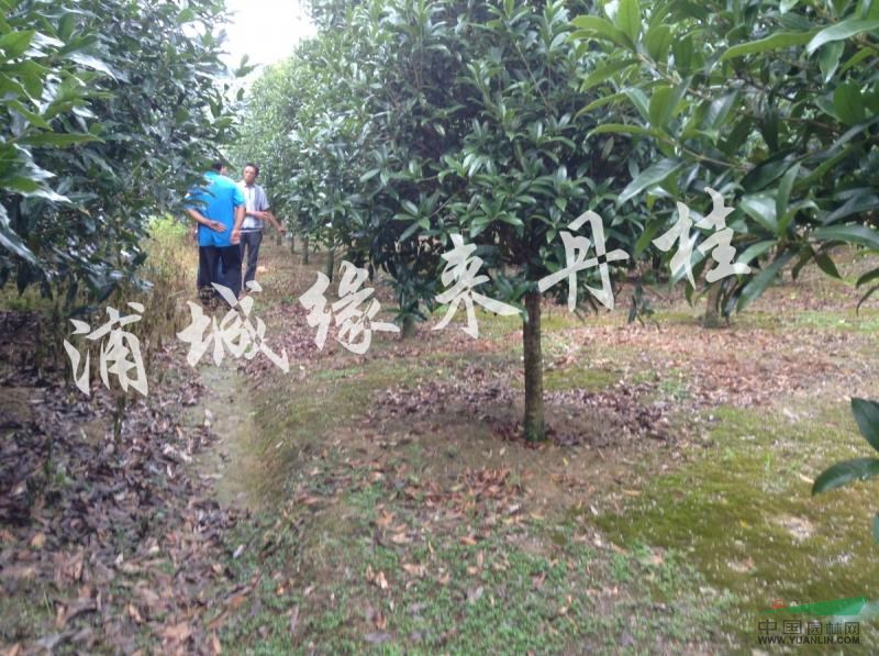 福建浦城丹桂12