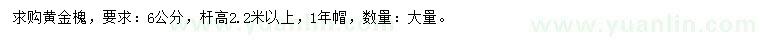 求購6公分黃金槐
