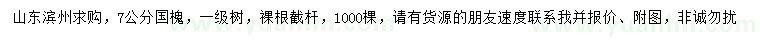 求購7公分國槐
