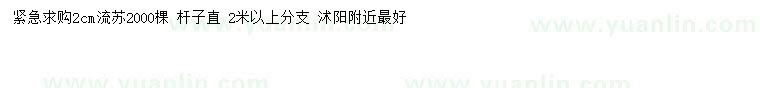 求購2公分流蘇