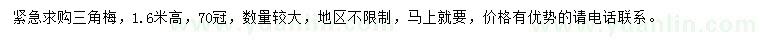求購高1.6米三角梅