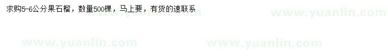 求購5-6公分果石榴