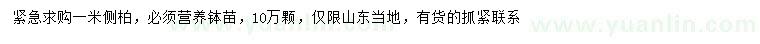 求購(gòu)1米側(cè)柏小苗