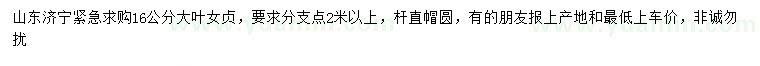 求購16公分大葉女貞