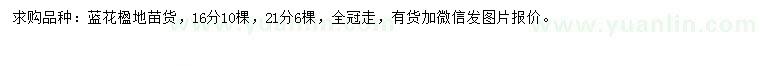 求購(gòu)16、21公分藍(lán)花楹