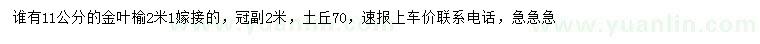 求購11公分金葉榆