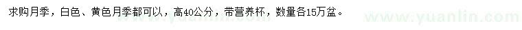求購高40公分月季