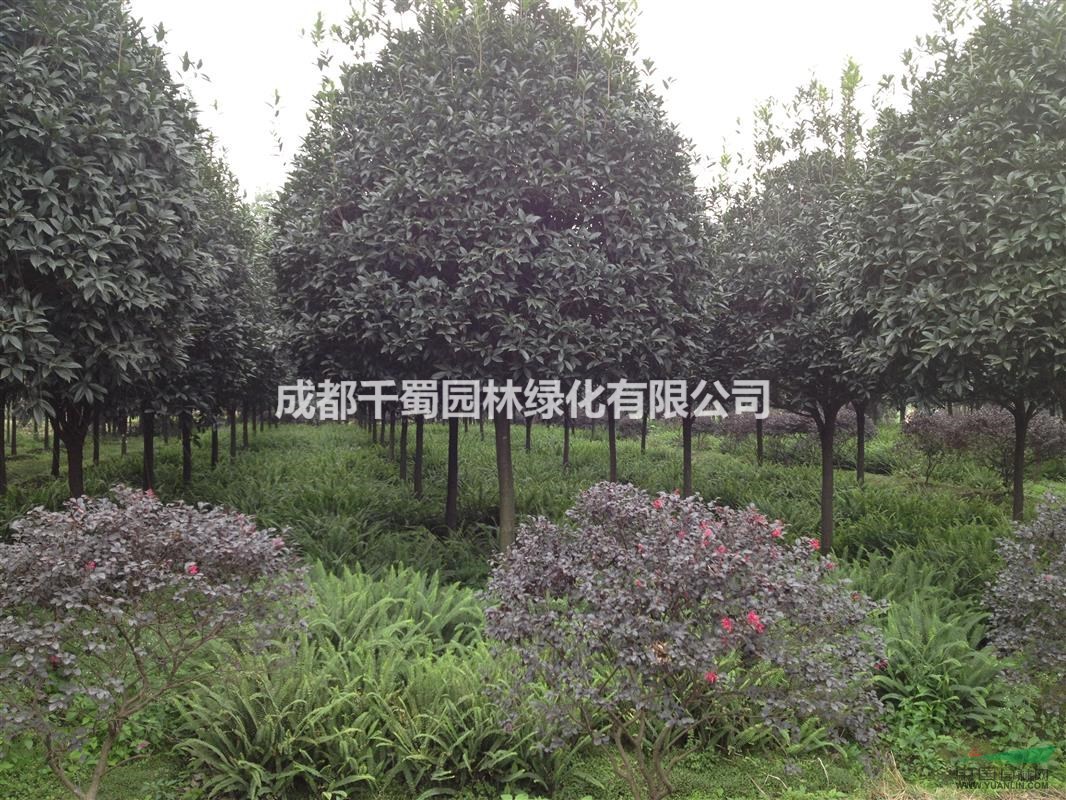 供應(yīng)高桿桂花 桂花基地 桂花價格