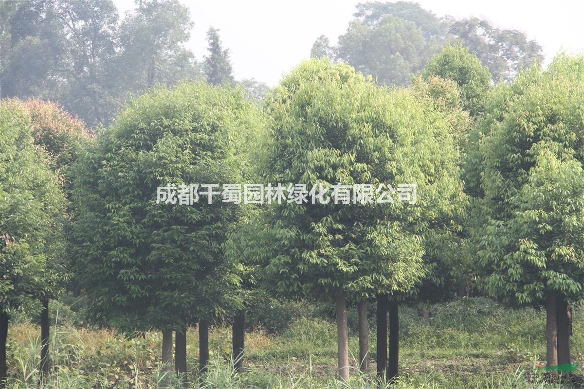供應熟貨天竺桂 米徑8-12公分 陰香批發(fā)