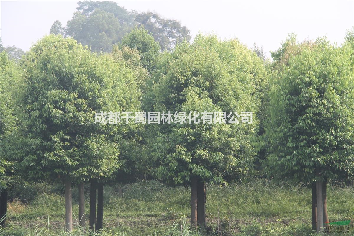 供應熟貨天竺桂 米徑8-12公分 陰香批發(fā)