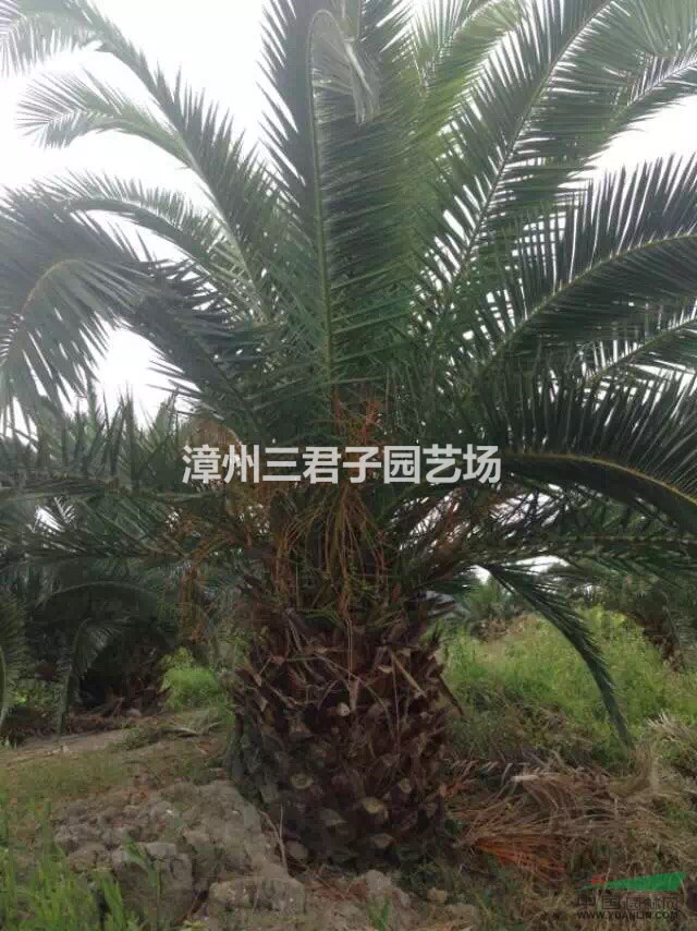 加拿利海棗 加拿大海棗