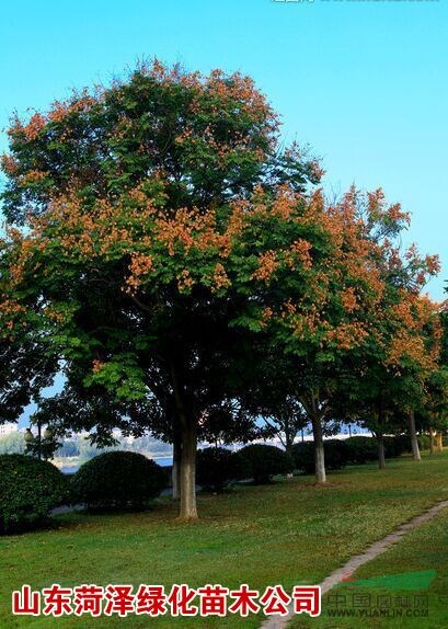 菏澤構(gòu)樹基地菏澤構(gòu)樹苗圃菏澤構(gòu)樹價(jià)格