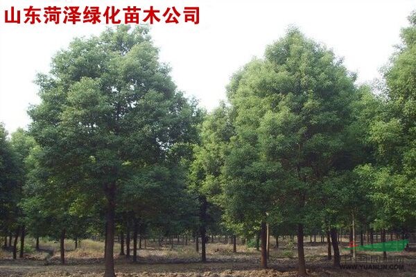 可供大城五角楓基地固安五角楓基地文安五角楓基地香河五角楓苗圃